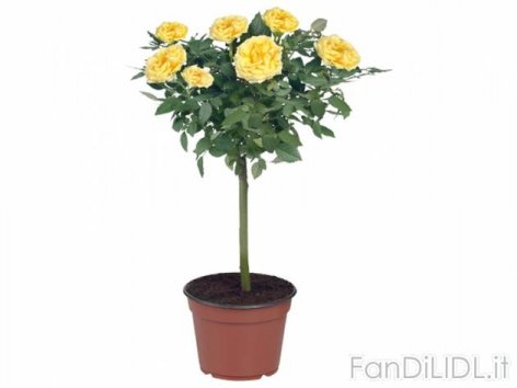 Rose a fusto alto (Fiori)