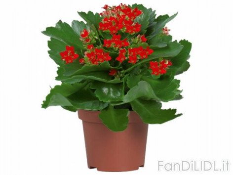 Piante fiorite (Fiori)