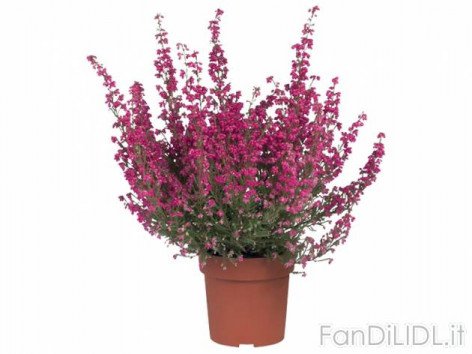 Erica Gracillis (Fiori)