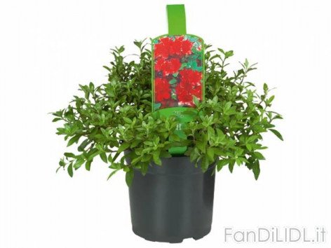 Rododendro o Azalee (Fiori)