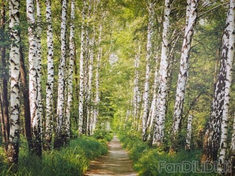 Carta da parati (Moda, abbigliamento)