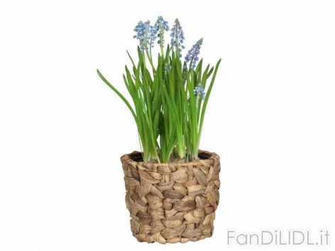 Bulbi in cestino (Fiori)