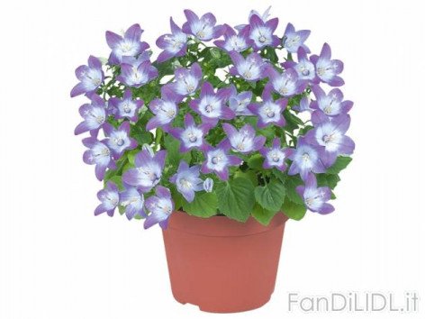 Campanula (Fiori)