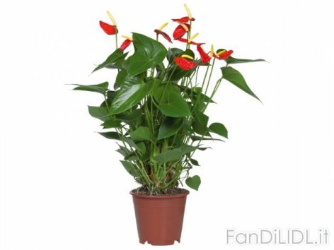 Anthurium Andreanum (Fiori)