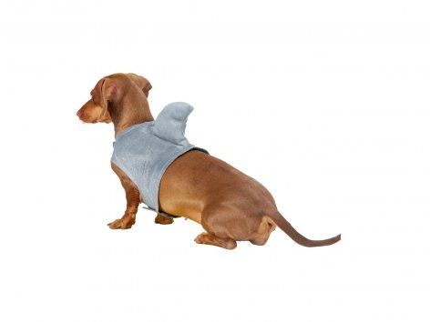 Costume per cani