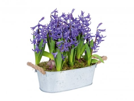 Giacinti in vaso di metallo