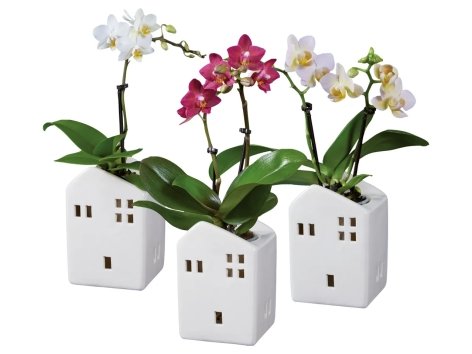 Mini Phalaenopsis