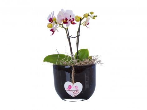 Mini Phalaenopsis