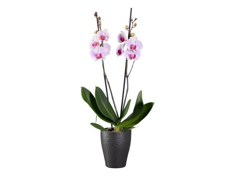 Phalaenopsis 2 steli