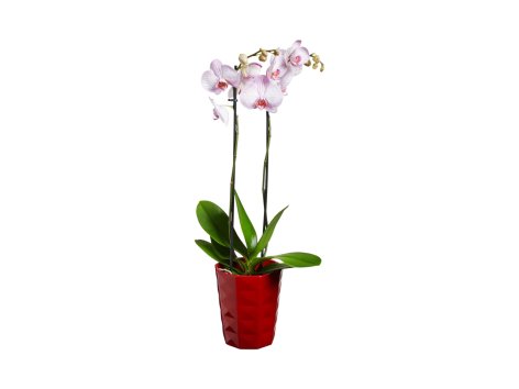 Phalaenopsis, 2 steli
