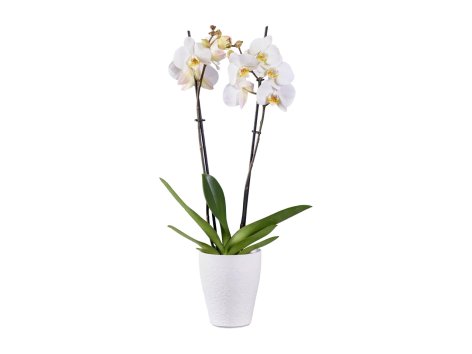 Phalaenopsis 2 steli
