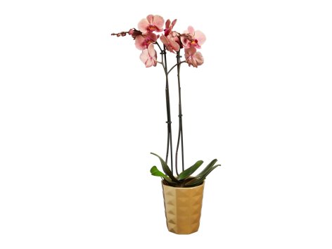 Phalaenopsis, 2 steli