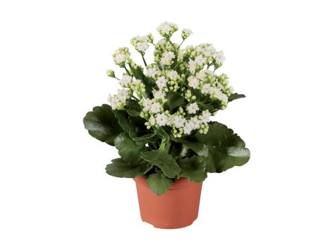 Kalanchoe