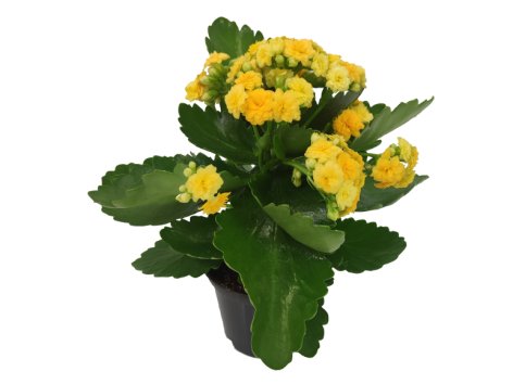 Kalanchoe