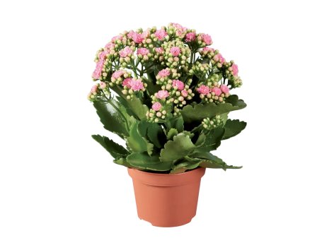 Kalanchoe