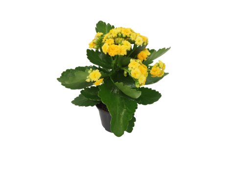 Kalanchoe