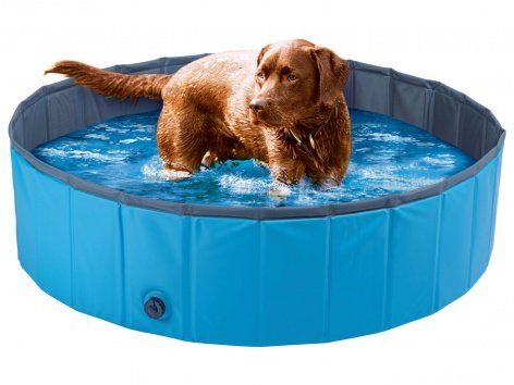 Piscina per cani