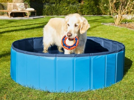 Piscina per cani