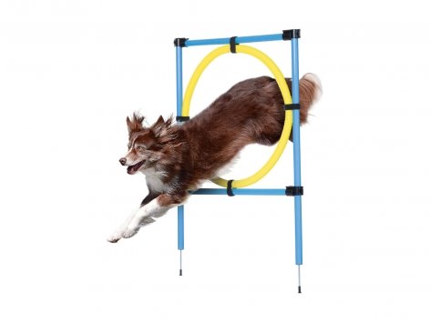 Attrezzi per agility