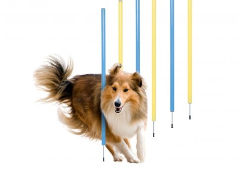 Attrezzi per agility