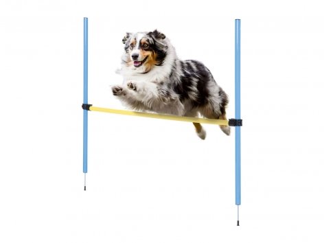 Attrezzi per agility