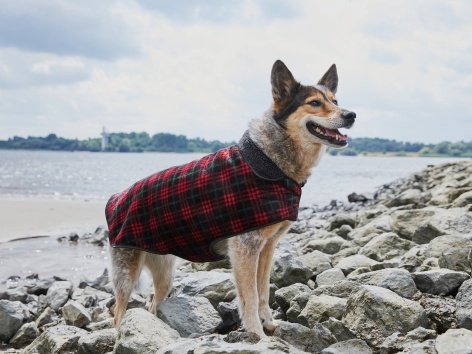 Cappottino o pullover per cani