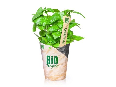 Pianta di Basilico Bio