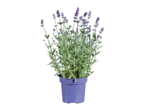 Lavanda
