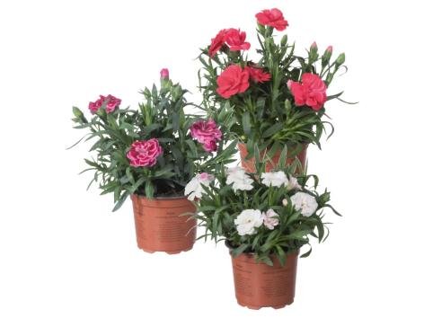 Dianthus