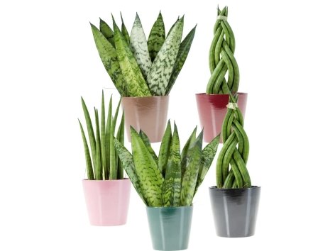 Sanseveria