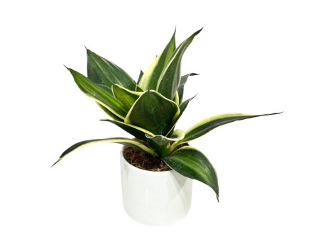 Sanseveria