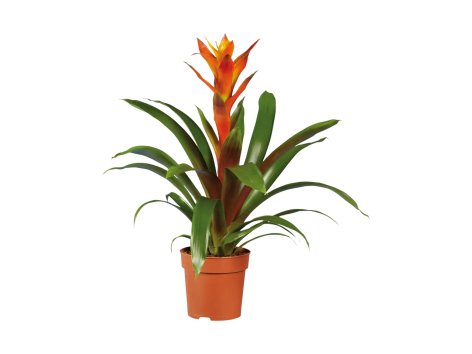 Vriesea o guzmania