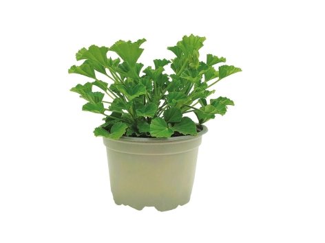 Gerani profumati "anti zanzare"