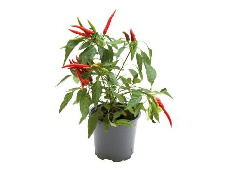 Peperoncino Piccante assortito