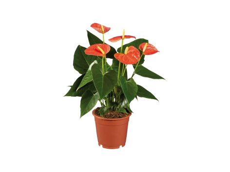 Anthurium Andreanum