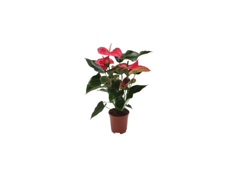 Anthurium Andreanum