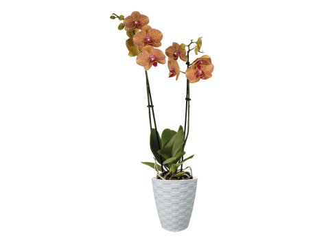 Phalaenopsis