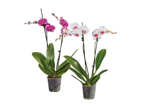 Phalaenopsis