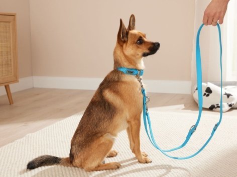 Set collare e guinzaglio per cani