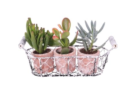 Succulente in cestino