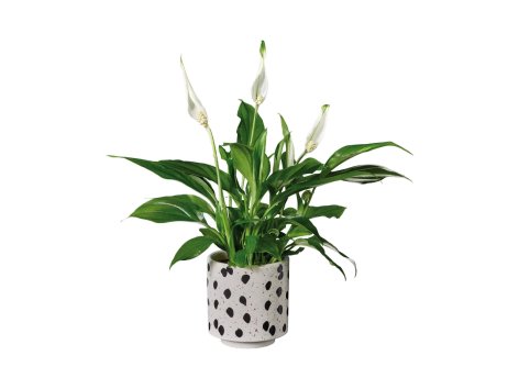 Spathiphyllum