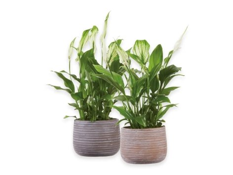 Spathiphyllum
