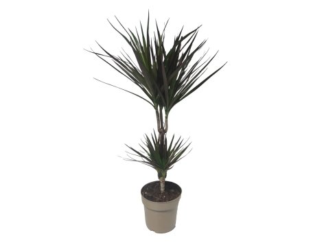 Dracaena mix