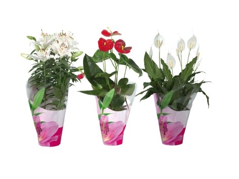 Piantine fiorite in confezione decorata