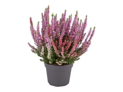 Calluna vulgaris