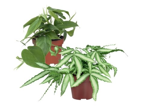 Piante rampicanti o felci