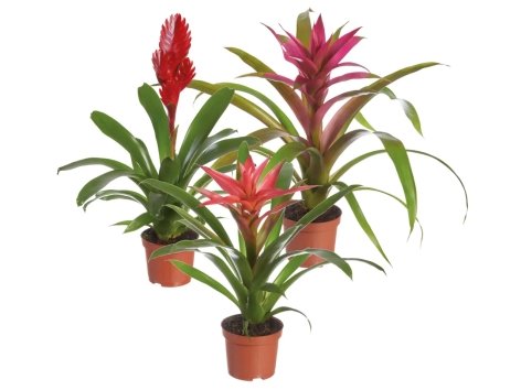 Bromelia