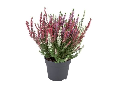 Calluna vulgaris 3 colori