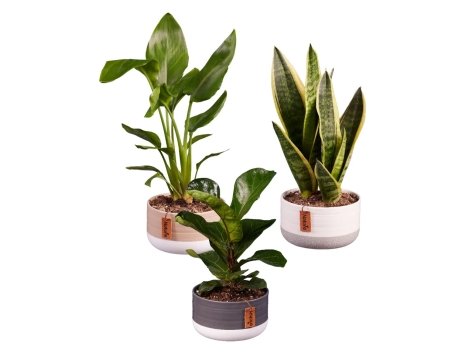 Piante in vaso di ceramica