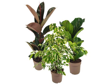 Ficus mix